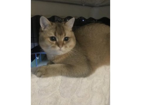 British shorthair golden