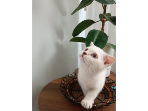Scottish fold kızımız yeni ailesine kavuşmayı bekliyor