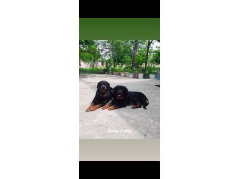 Safkan yavru rottweiler acil