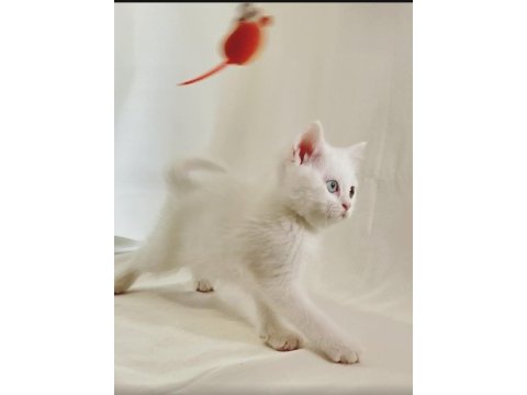 Farklı gözlere sahip beyaz british shorthair