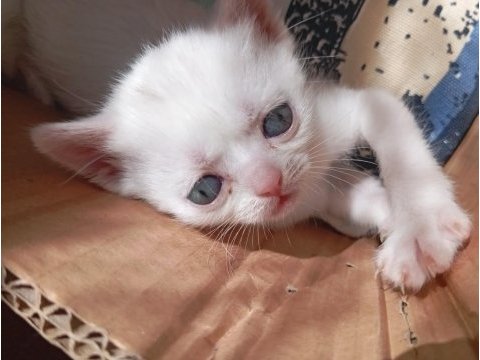 2 aylık british shorthair