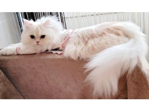 Chinchilla kızımıza eş arıyoruz