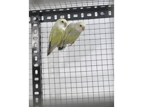 Sevda papağanları 1 yaşında