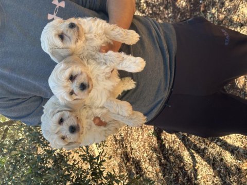 Orjinal sağlıklı maltipoo