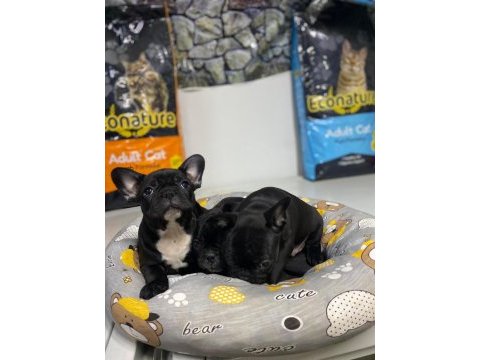 Kalite french bulldog