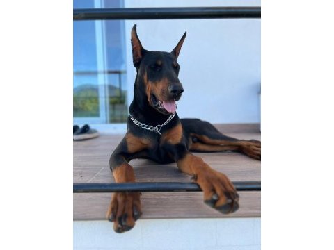 Von dadashov achıll in torunu doberman