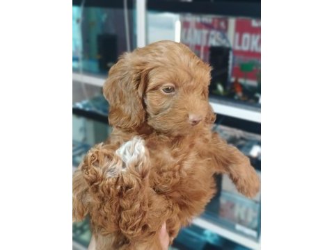 Irk ve sağlık garanti orjinal maltipoo yavrumuz