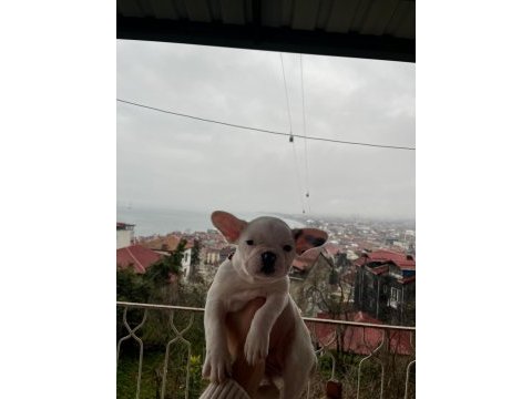 2.5 aylık french bulldog