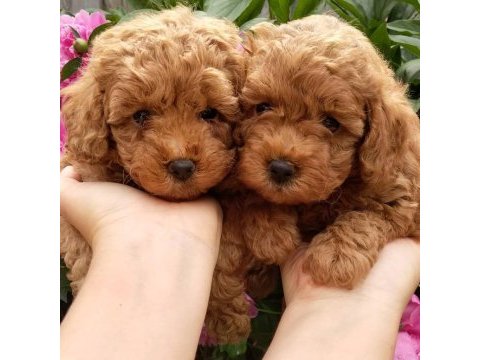 Toy poodle yavruları