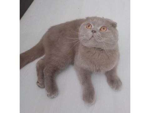 Safkan scottish fold orjinal aa sınıfı