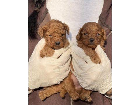 Toypoodle sevimli yavrular 