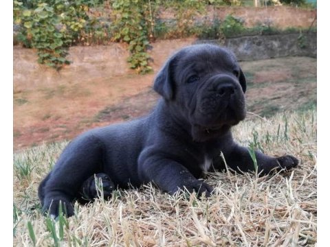 2 aylık safkan cane corso yavrularım