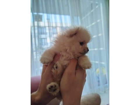 Ayı surat pomeranian boo yavruları