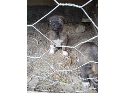A kalite köpekleri beslemek isteyenler buyursun
