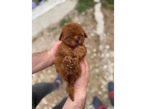 Kore teacup poodle yavrularımız