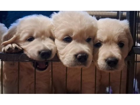 Golden retriever gelip görerek alabilirsiniz