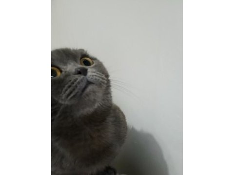 Erkek 1 buçuk yaşında scottish fold