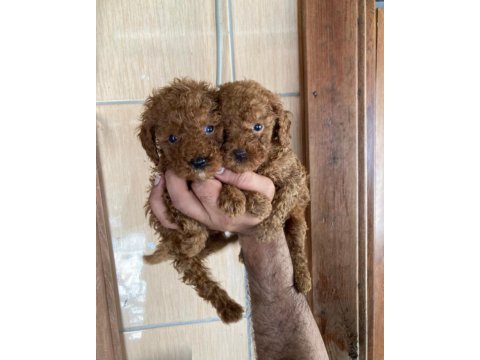 Toy poodle çokomeller