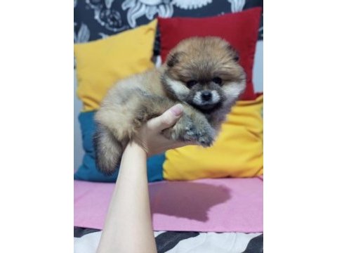 Üst kalite pomeranian boo