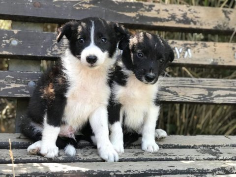 Zeki sağlıklı ve ırk garantili border collie yavruları