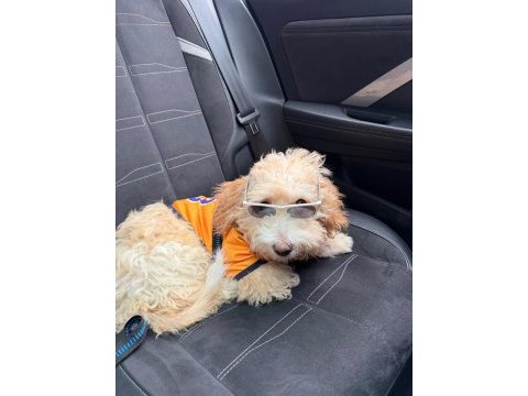 Maltipoo duffy mize onu severek bakacak aile