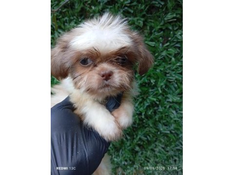 Irk ve sağlık garanti shih tzu şitsu bebeğimiz