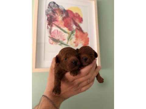 Kore teacup ve toy poodle yavruları