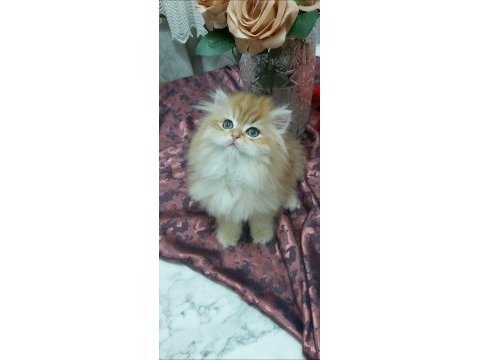 Safkan british longhair yavrular