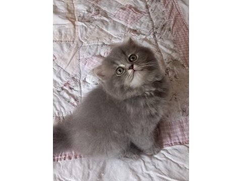 British shorthair bebeklerimiz teslime hazır