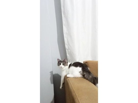 Kedimi sahiplendiriyorum