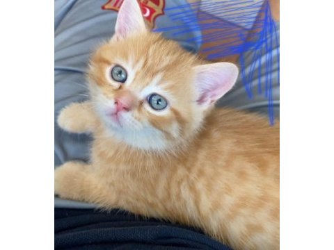 Safkan british shorthair secereli anne babadan full