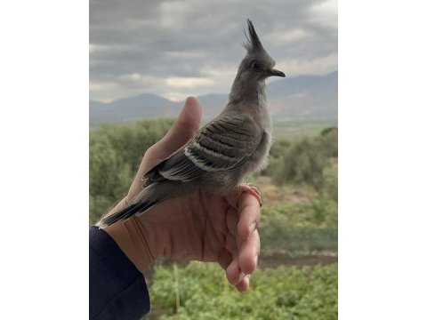 Crested pigeon (avustralya kumrusu)