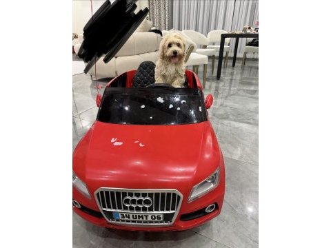 3 aylık maltipoo