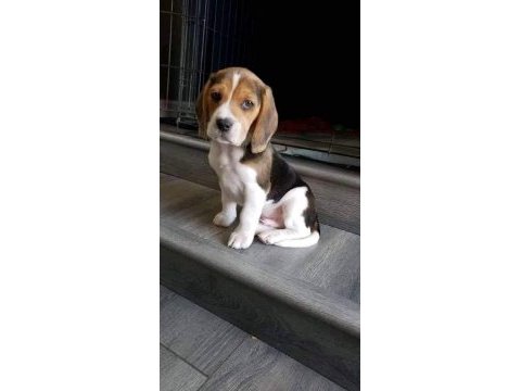 Akıl küpü beagle yavrular