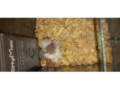 Yavru hamster
