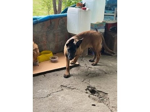 Saf kan malinois ve golden