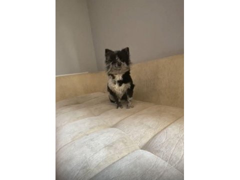 Pomeranian merle erkek