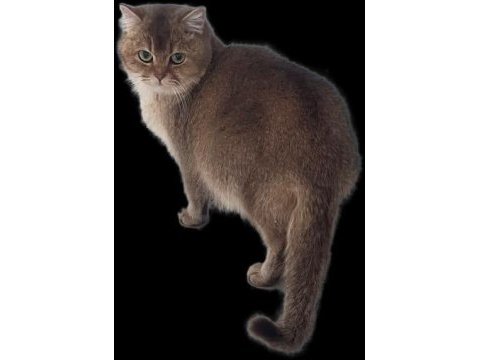 2 adet dişi ny 11 golden british shorthair