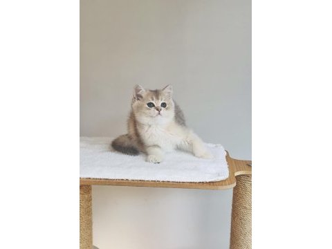 Safkan anne baba şecereli british shorthair ay11 kodunda