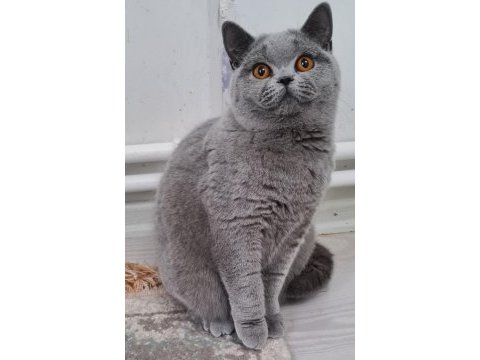 British shorthair sahibinden erkekler