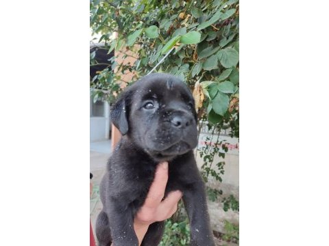 (sdk) çiftlikten cane corso yavrular