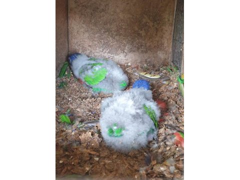 Muazzam tüy yapısı lori papağanı bebekler