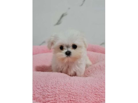 Mini kore maltese yavrular