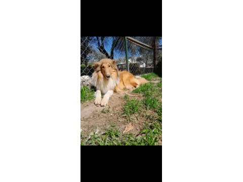 Rough collie 6 aylık