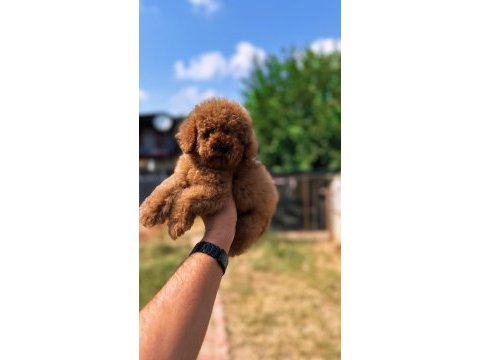 Sağlık ve ırk garantili toy poodle yavrularımız 
