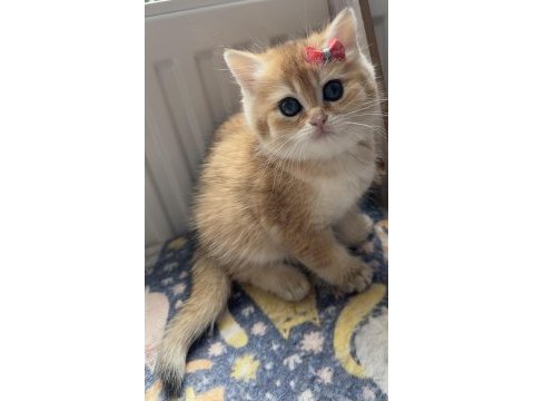 Safkan bebek kedilerim