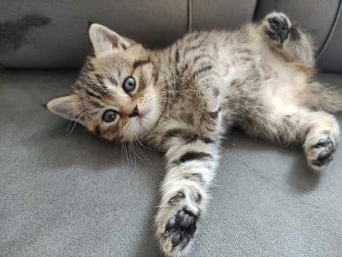 British shorthair yavru kediler