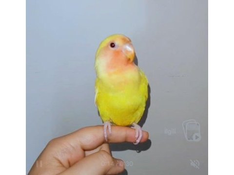 4 aylık yavru el besleme büyüdü full evcil sevda papağanı