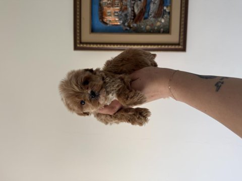 Dişi ve teacup erkek kore maltipoo bebişler