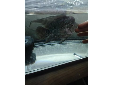 Flowerhorn balığımız